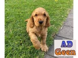 used Cocker Spaniel for sale 